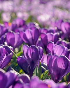 GRBLC. Flower Record